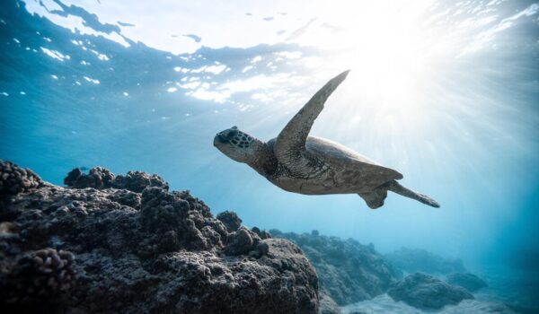 hacer snorkel en parque garrafon 2 - Garrafón Park | Blog