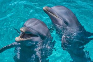 nadar con delfines en isla mujeres