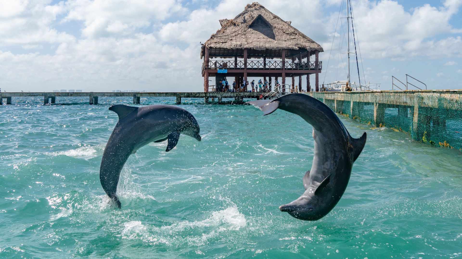 nadar con delfines en isla mujeres